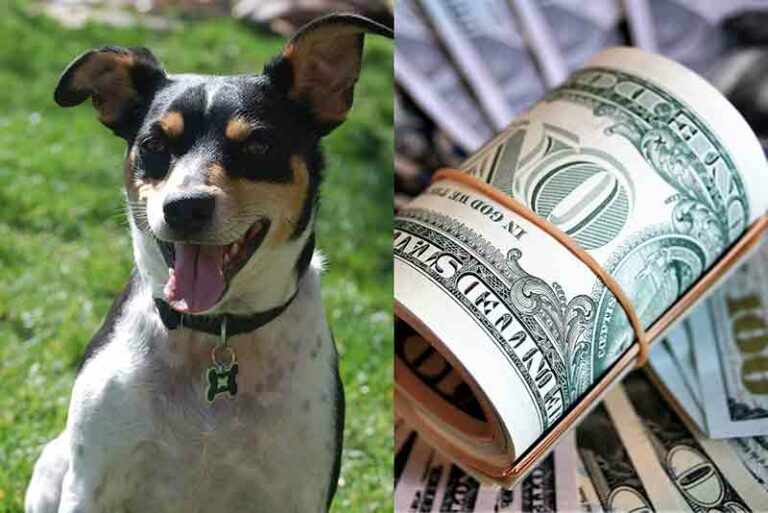 How Much Does A Rat Terrier Cost? Price With Other Expenses