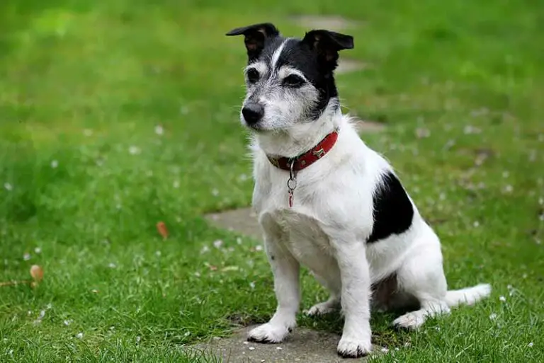 How Smart Are Rat Terriers? Intelligence Explained With Examples 