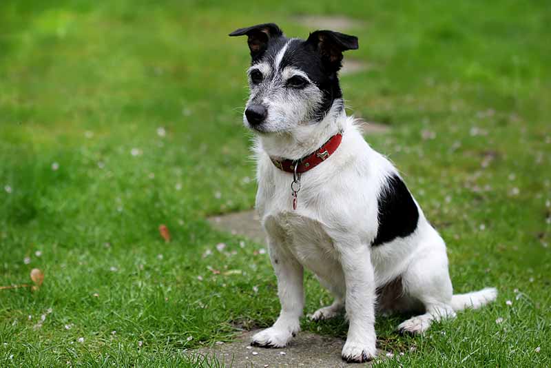 How Smart Are Rat Terriers? Explained With Examples 
