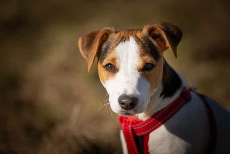 How To Tell If A Jack Russell Is Purebred Or Not?