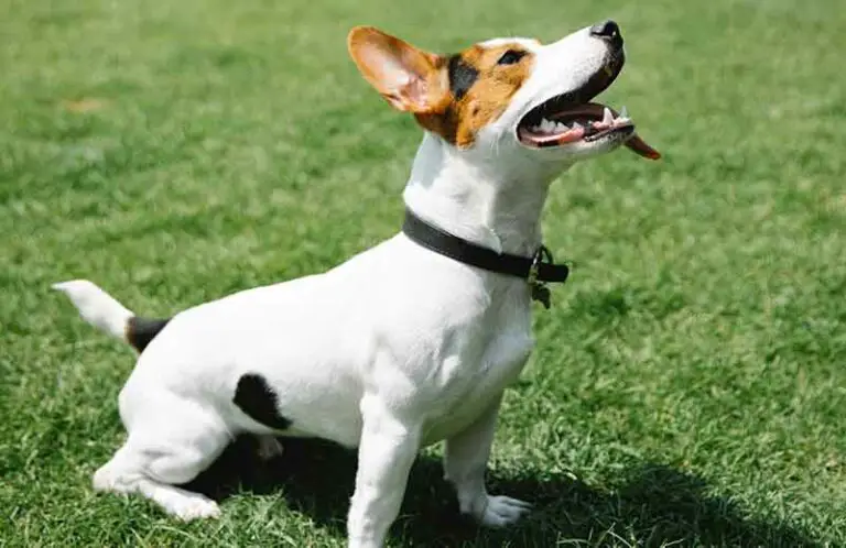 Jack Russell’s Grooming – FAQs Answered With Tips