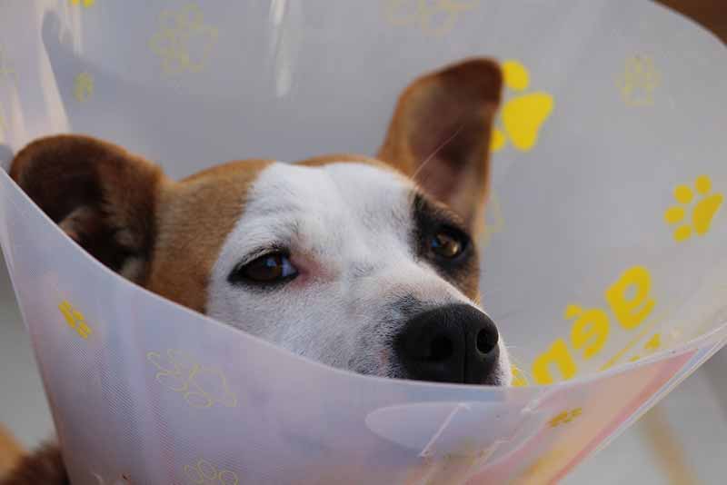 Neutering A Jack Russell Terrier - Age, Cost, Pros/Cons & FAQs Answered