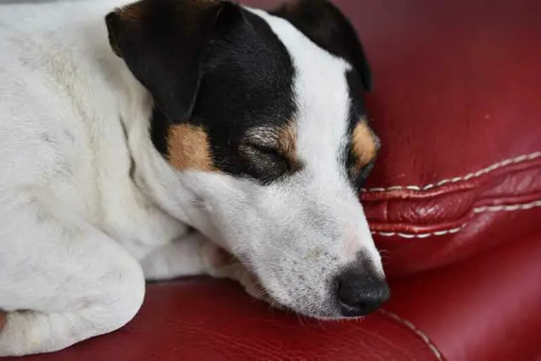 Why Does My Jack Russell Terrier Sleep So Much? Explained