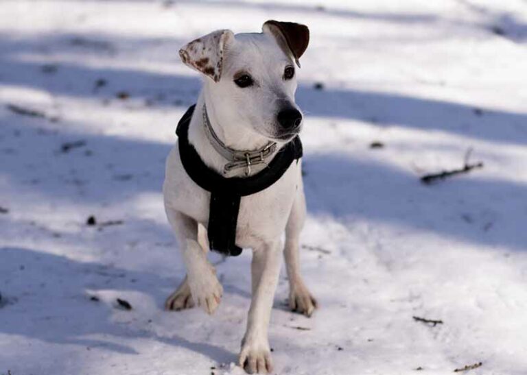 Are Jack Russells Good First Dogs? Yes; But Read This First