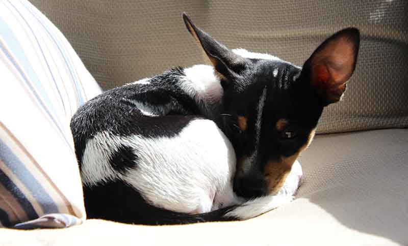 Are Rat Terriers Affectionate Dogs? Answered With Tips