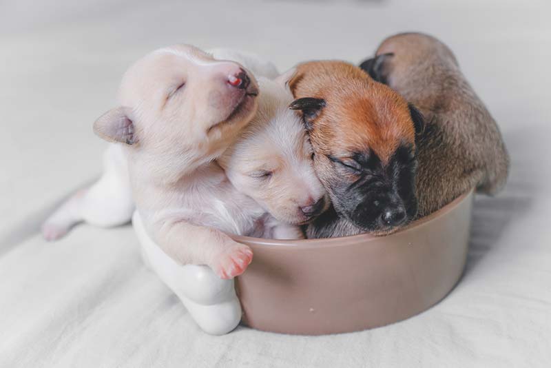 Do Dogs Get Sad When You Take Their Puppies Away? Explained