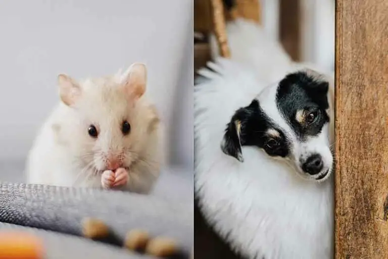 Do Rat Terriers Kill Rats / Mice? Do They Eat Rats?
