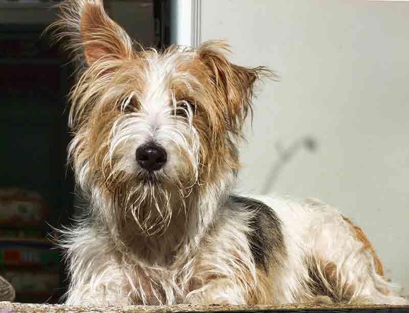 Tips for the maintenance of a Westie Jack Russell mix