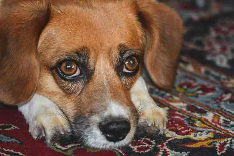 Rat Terrier Beagle Mix (Raggle) – Cross Breed Info, Pics & FAQs