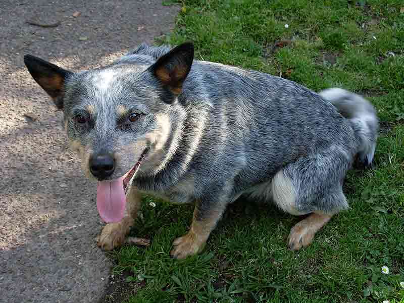 The appearance of Rat Terrier and Blue Heeler Mix