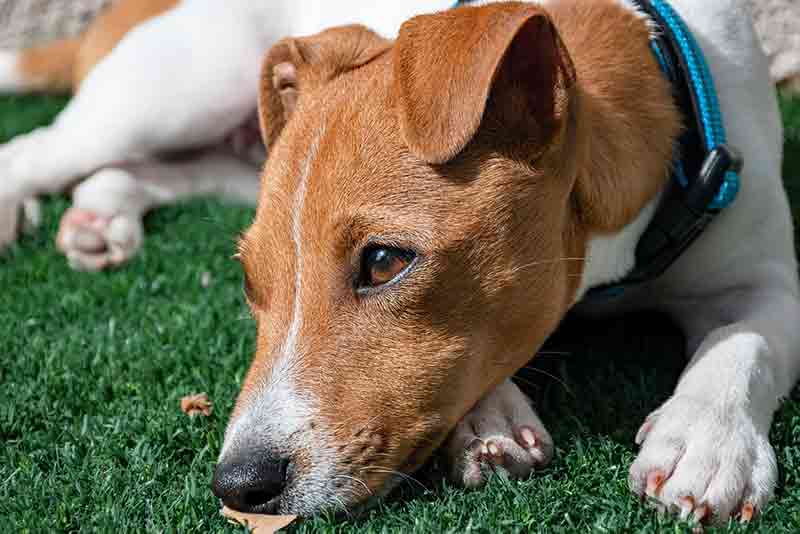 When Do Jack Russells Stop Growing? Explained With Tips
