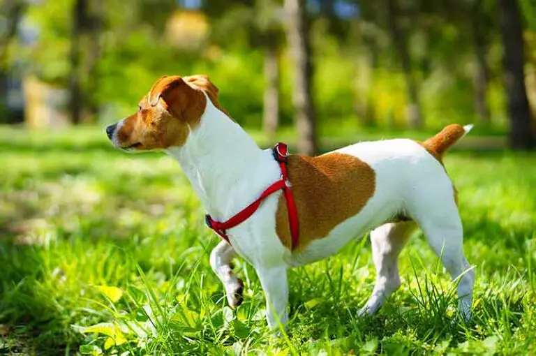 Why Do Jack Russells Limp? Reasons Explained With Tips