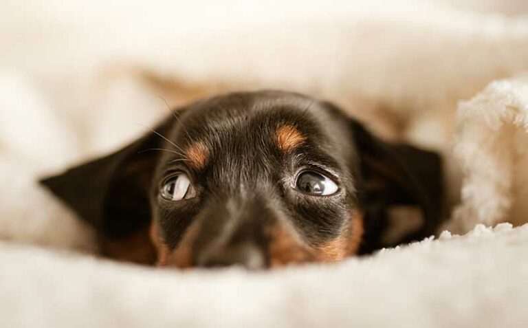 Why Is My Dog Acting Scared? FAQs Answered With Tips