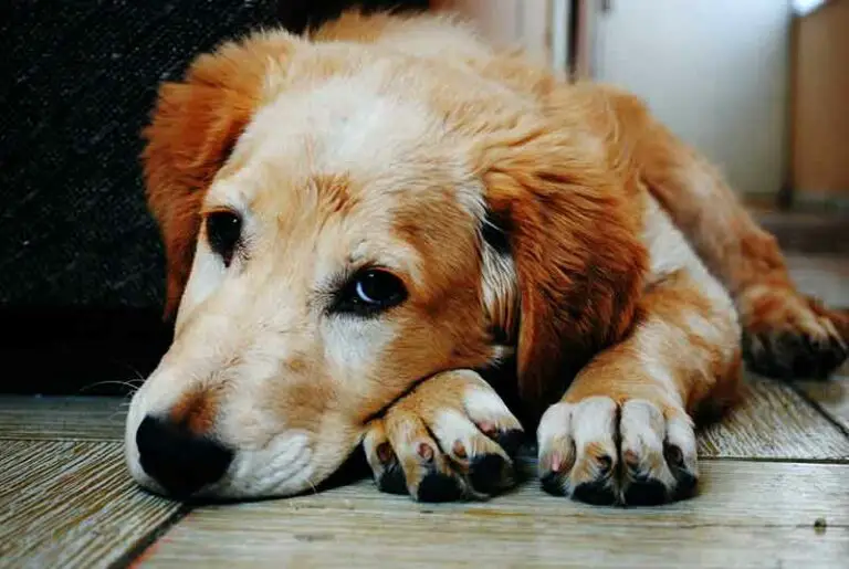 Why Is My Dog Laying Down Without Eating And Drinking? Explained