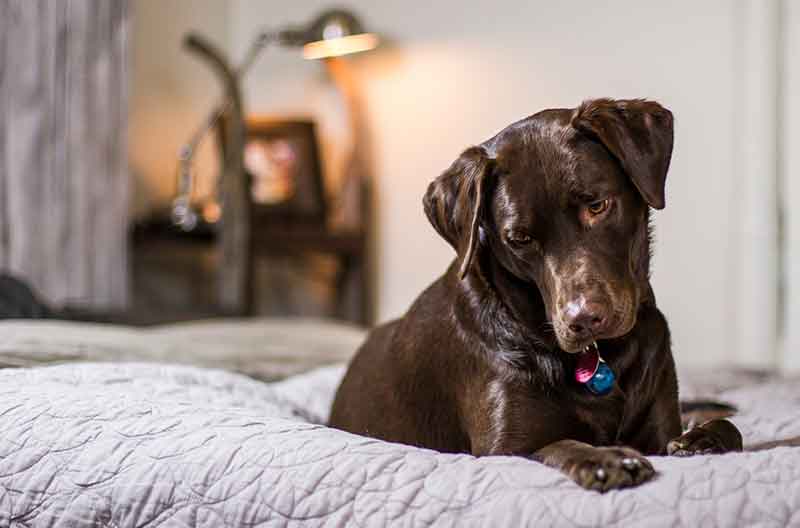 Why Is My Dog Restless And Panting At Night? Explained With Tips