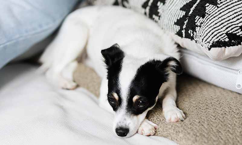 Are Rat Terriers Good Apartment Dogs? FAQs Answered With Tips