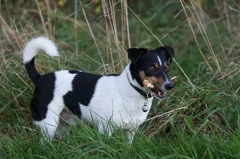 Are Rat Terriers Hunting Dogs? Truth And Hints