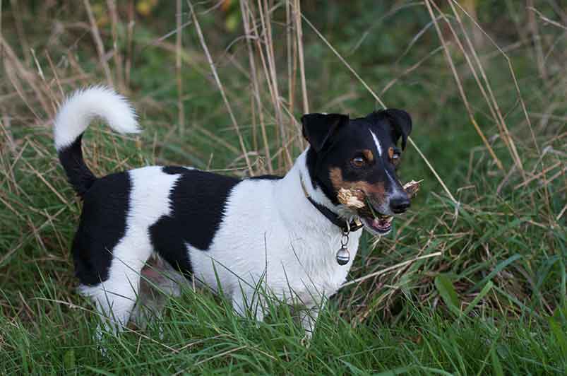 Are Rat Terriers Hunting Dogs? Truth And Hints