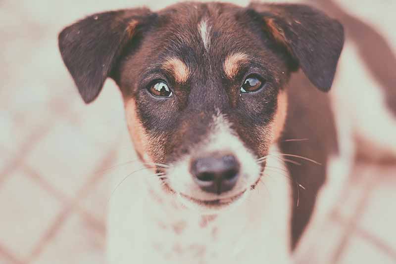 Do Rat Terriers Shed A Lot? FAQs Answered With Tips