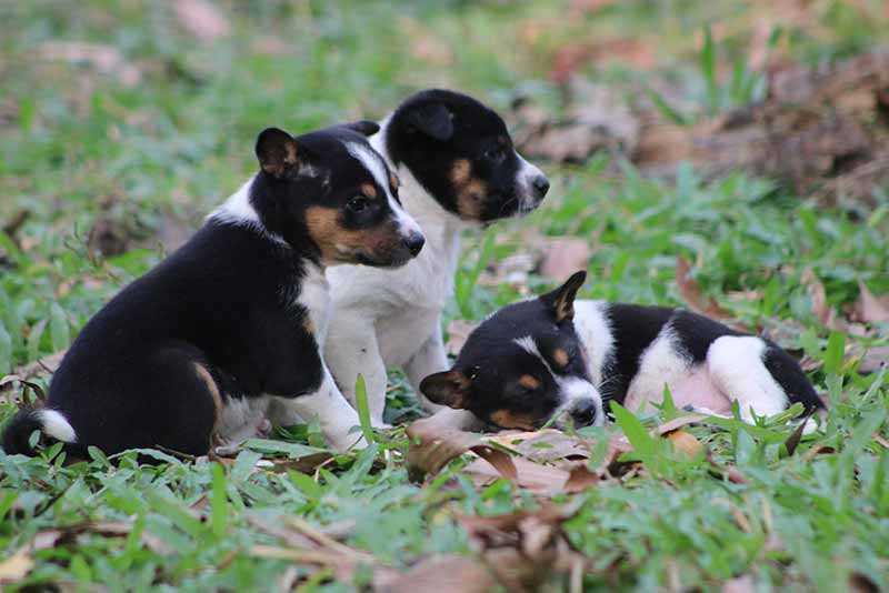 How Many Puppies Do Rat Terriers Have? Pregnancy Guide