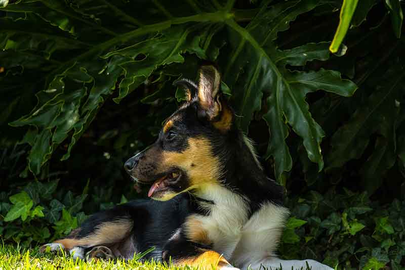 Long Haired Rat Terrier - All You Need To Know