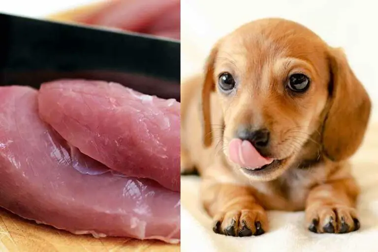 My Dog Licked Raw Chicken Juice – What Will Happen?