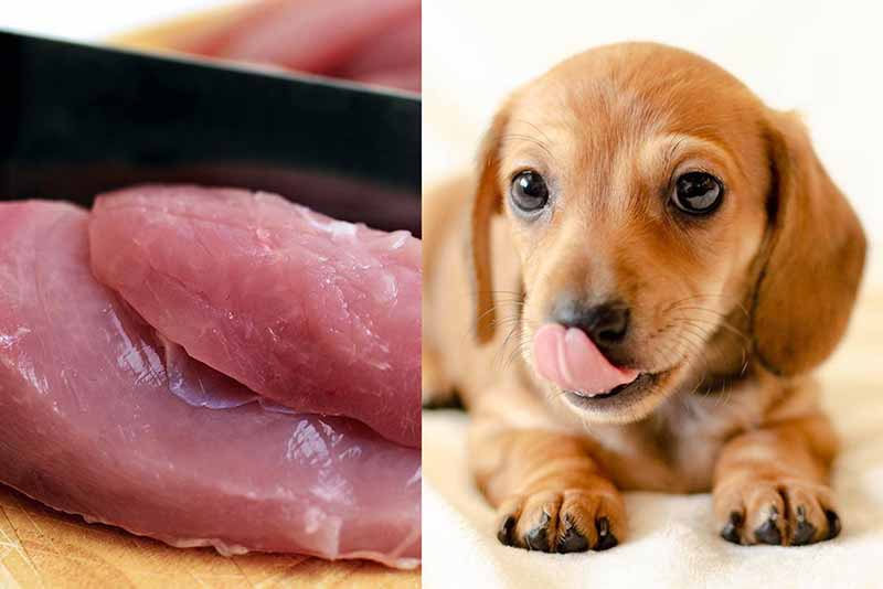 My Dog Licked Raw Chicken Juice - What Will Happen?