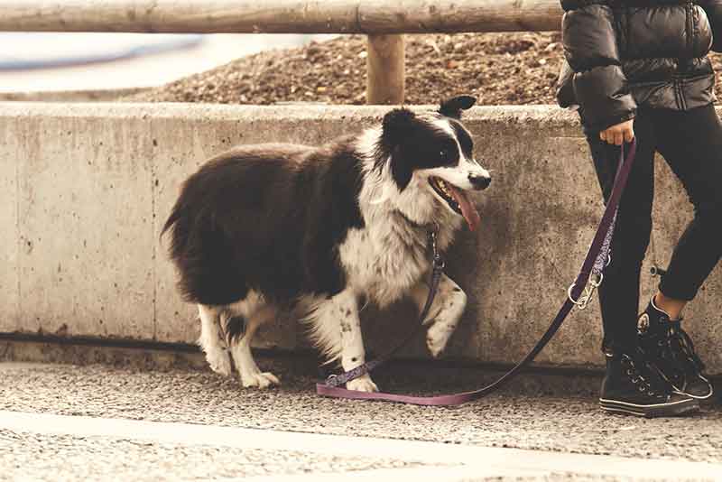 My Dog Refuses To Walk Certain Directions - Why?