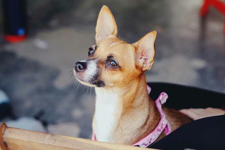 Rat Terrier Chihuahua Mix (Rat-Cha / RatChi) Cross Dog Breed