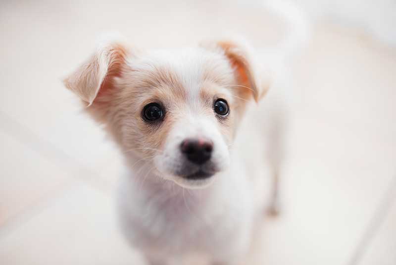 How much do Rat Terrier and Chihuahua mix puppies cost?