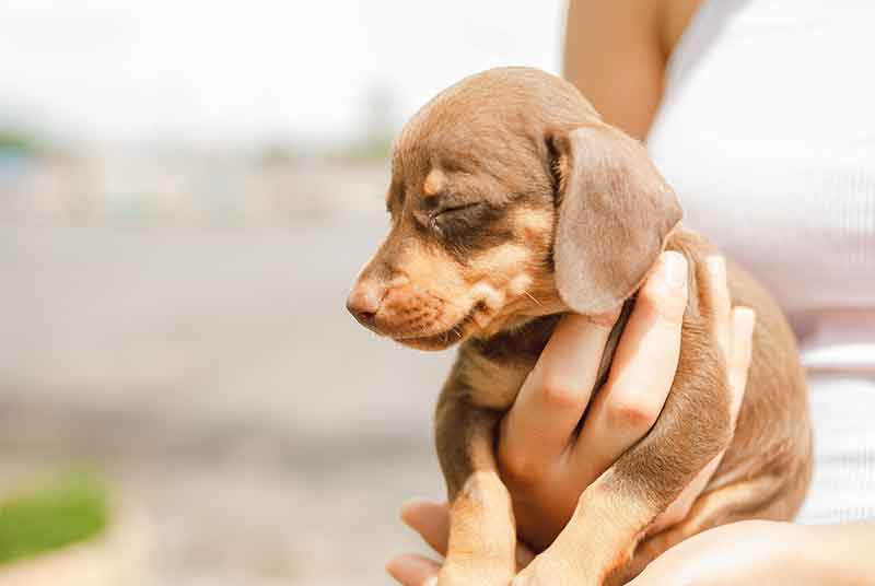 Average Lifespan of Dachshund And Rat Terrier Mix