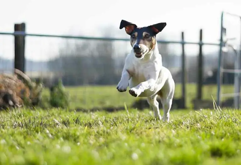 Rat Terrier Training Guide – FAQs Answered With Tips