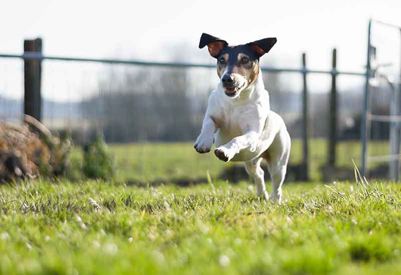 Rat Terrier Training Guide - FAQs Answered With Tips