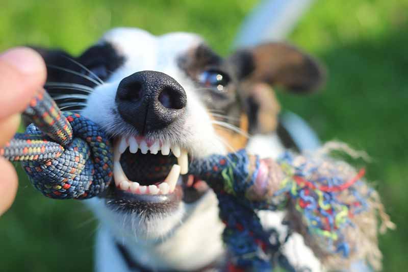 Rat Terrier's Characteristics And Personality Traits