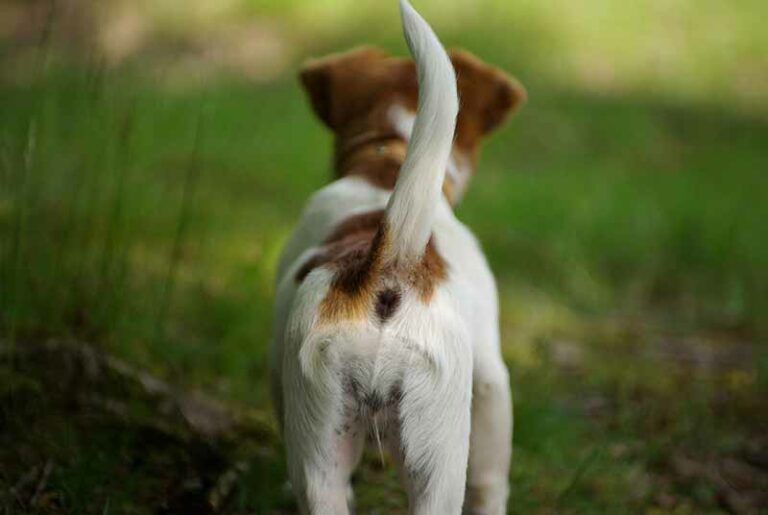 Rat Terrier’s Tail – All You Need To Know