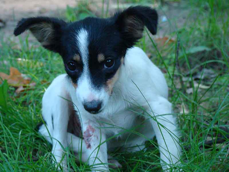 What Are Rat Terrier's Health Issues? Explained With Tips