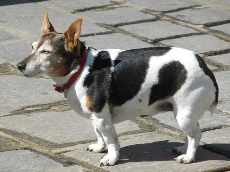 What Is The Ideal Weight For A Rat Terrier? Average Healthy Weight