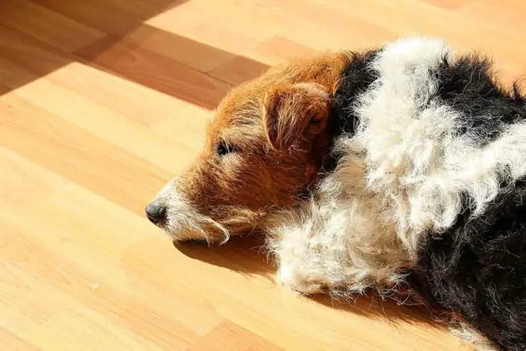 Wire Haired Rat Terrier –  All You Need To Know