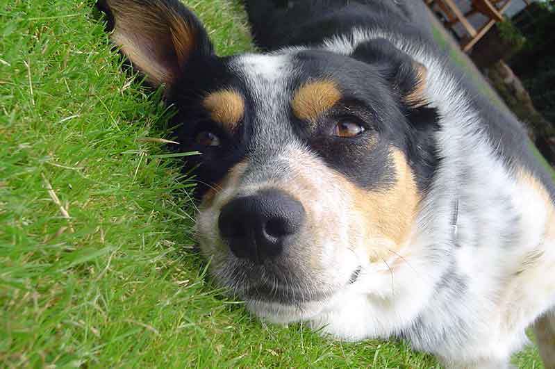 The appearance of JRT And Blue Heeler mix (Cattle-Jack)