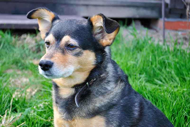 How long do Jack Russell And Blue Heeler mix dogs live?