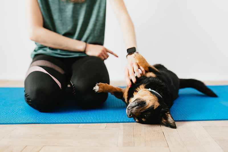 My Dog Limps After Playing Or Exercising; Why? Answered