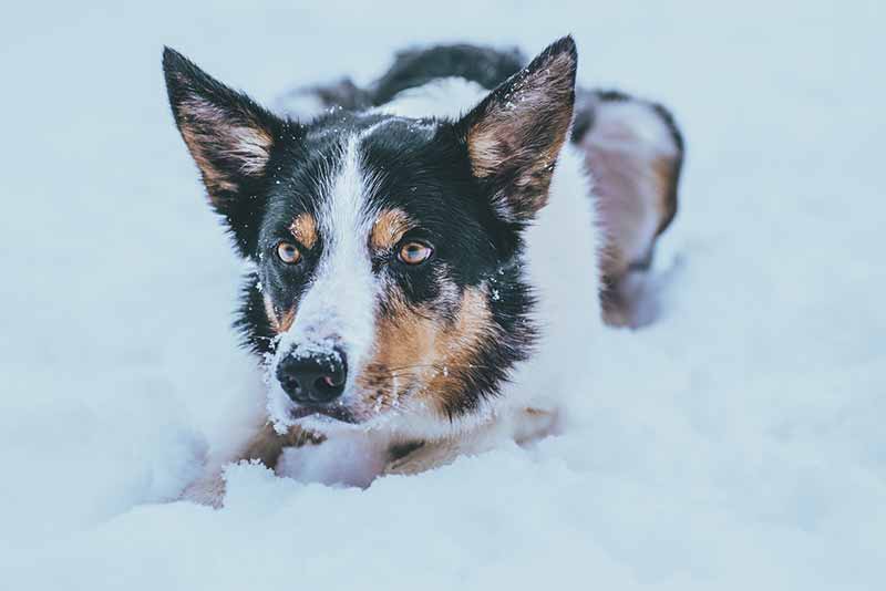The appearance of Rat Terrier and Border Collie mix