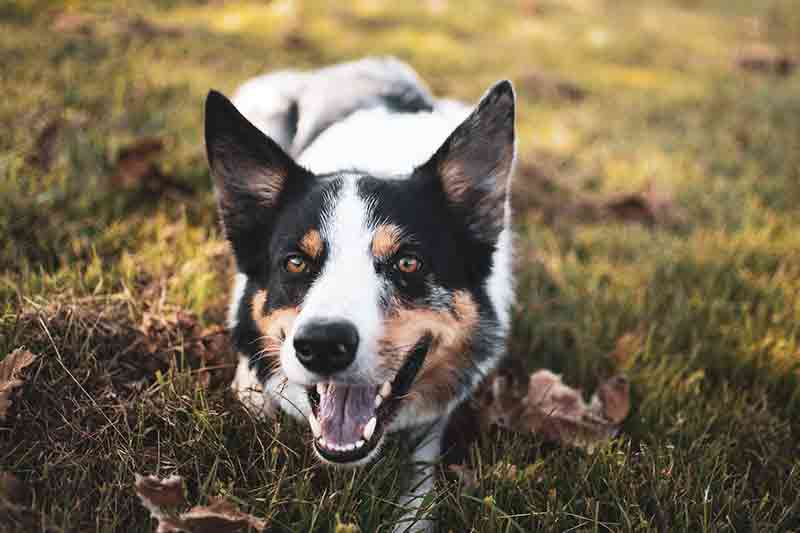 How long do Rat Terrier and Border Collie mix dogs live?