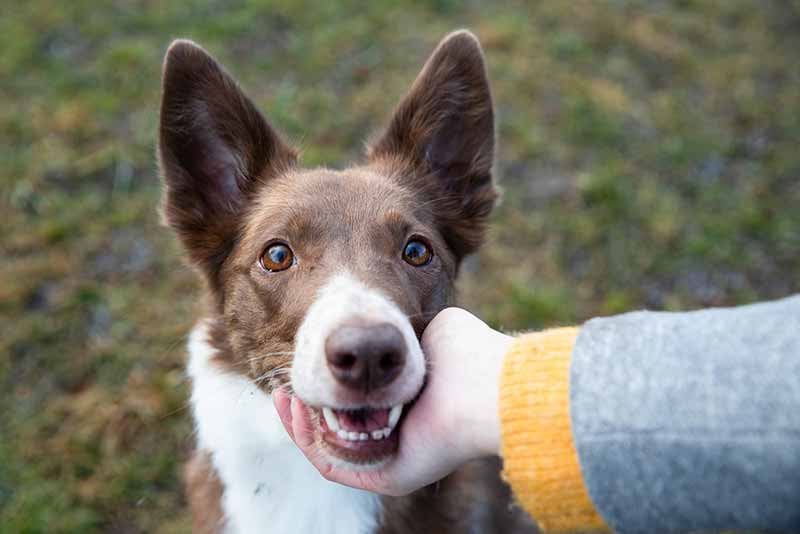 Rat Terrier And Border Collie Mix (Rat-Collie) - Hybrid Dog Breed Facts