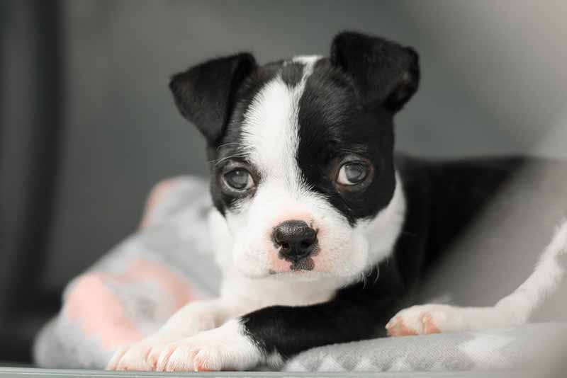 How much do Rat Terrier and Boston Terrier Mixed puppies cost?