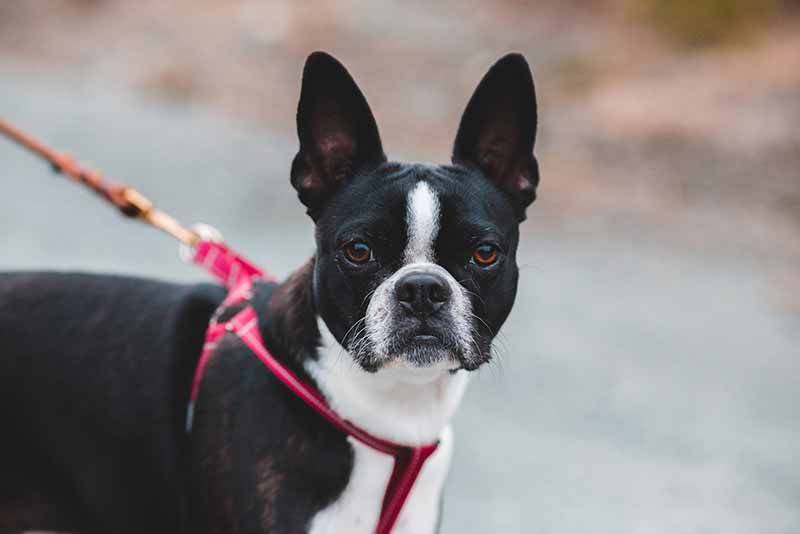 The appearance of the Boston Terrier and Rat Terrier mixed