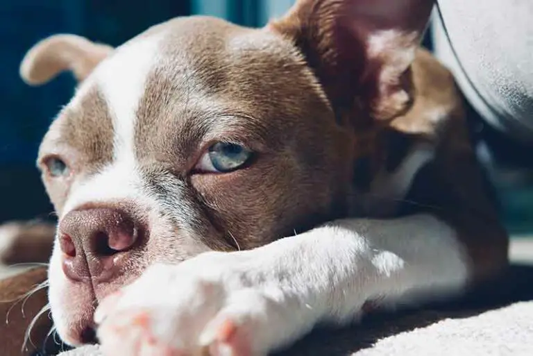 Rat Terrier And Boston Terrier Mix (Brat) – Hybrid Dog Breed Info