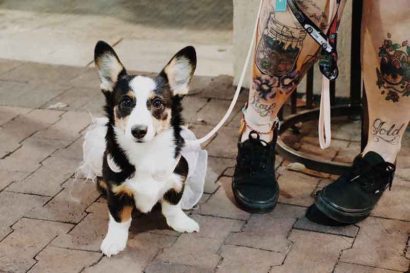 How much do Rat Terrier and Corgi Mixed puppies cost?