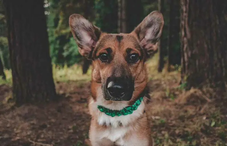 Rat Terrier German Shepherd Mix (Rat-Shepherd) – Hybrid Dog Breed