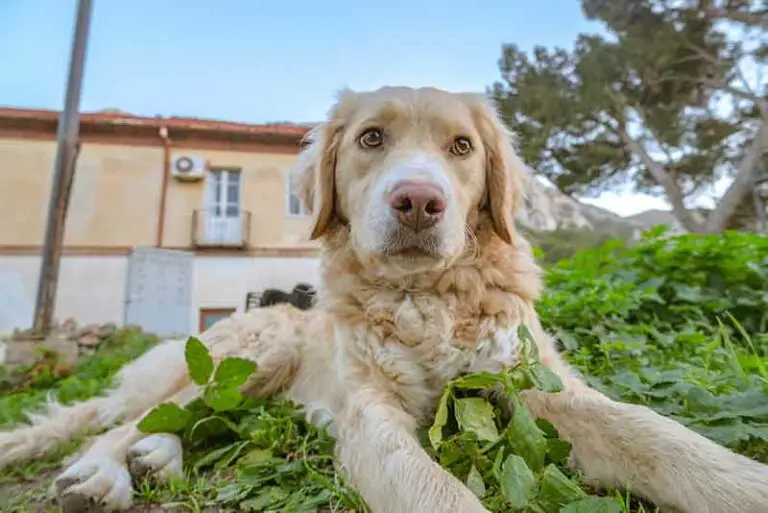 Rat Terrier Golden Retriever Mix (Rat-Triever) – Hybrid Dog Breed Info